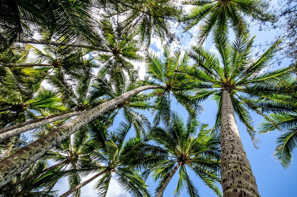 Cairns Beaches Flashpackers Палм-Коув Экстерьер фото